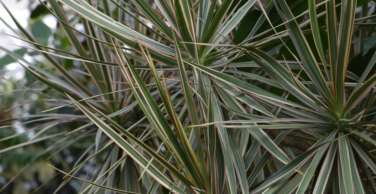 Dracaena marginata 'Tricolor' – plant photo