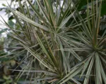 Tricolor (Dracaena marginata ‘Tricolor’)