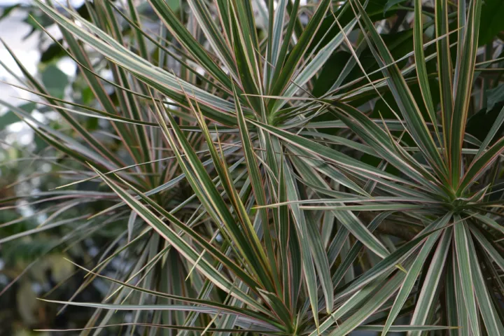 Dracaena marginata 'Tricolor'