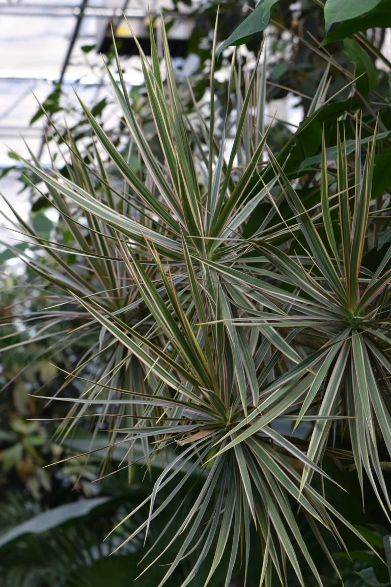 Dracaena marginata 'Tricolor'