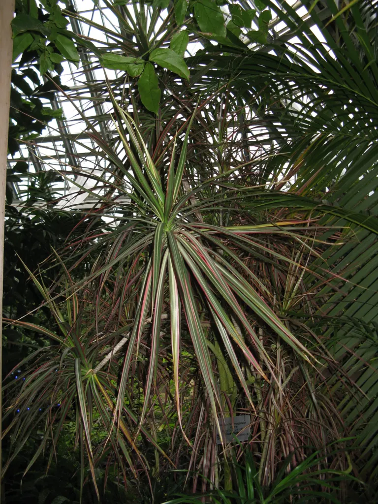 Gerandeter Drachenbaum 'Tricolor' (Dracaena marginata 'Tricolor') – Blüten in Nahaufnahme