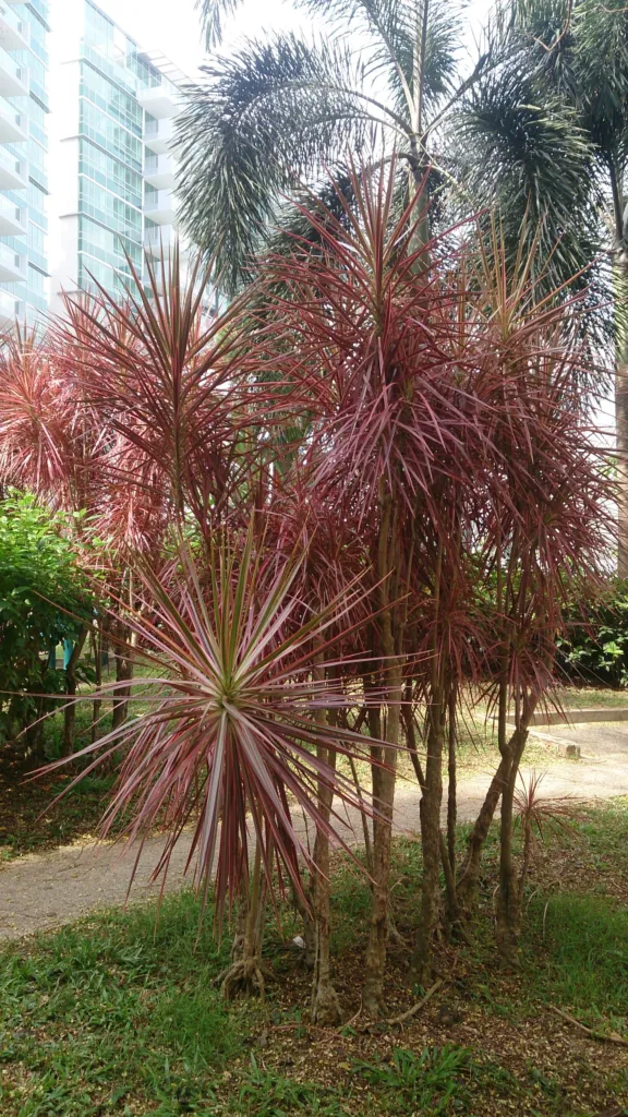 Gerandeter Drachenbaum 'Tricolor' (Dracaena marginata 'Tricolor') – natürliche Wuchsform