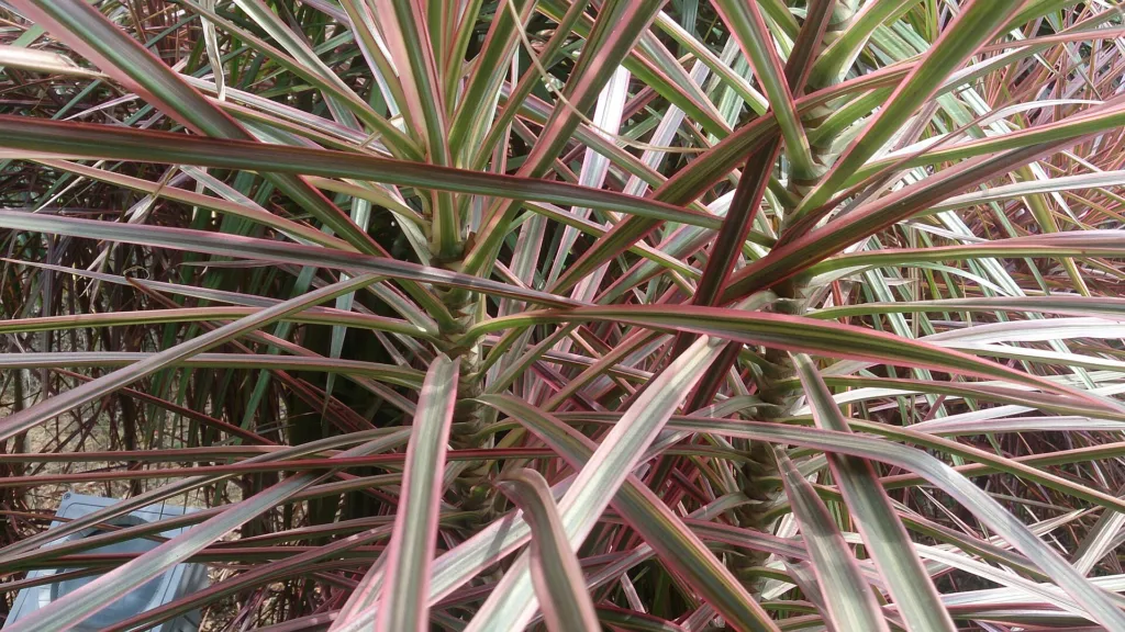 Gerandeter Drachenbaum 'Tricolor' (Dracaena marginata 'Tricolor') – natürliche Wuchsform