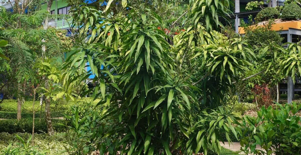 Dracaena reflexa – Pflanzenfoto