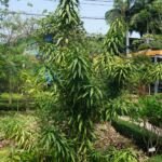 Dracaena reflexa – (Dracaena reflexa) – Pflanzenfoto