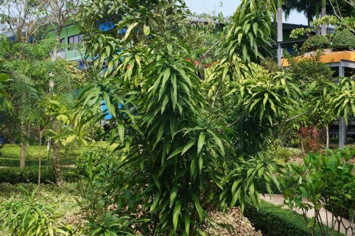 Dracaena reflexa