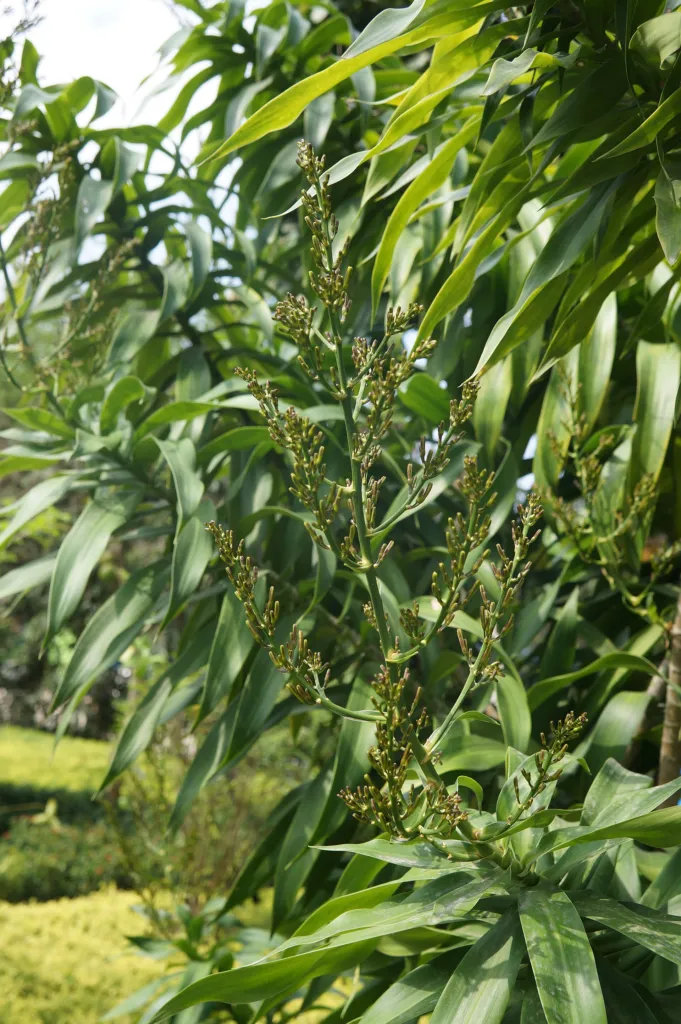 Dracaena reflexa – (Dracaena reflexa) – Blüten in Nahaufnahme, Pflanzenfoto