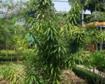Dracaena reflexa care guide