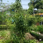 Dracaena reflexa care guide (Dracaena reflexa) – plant photo