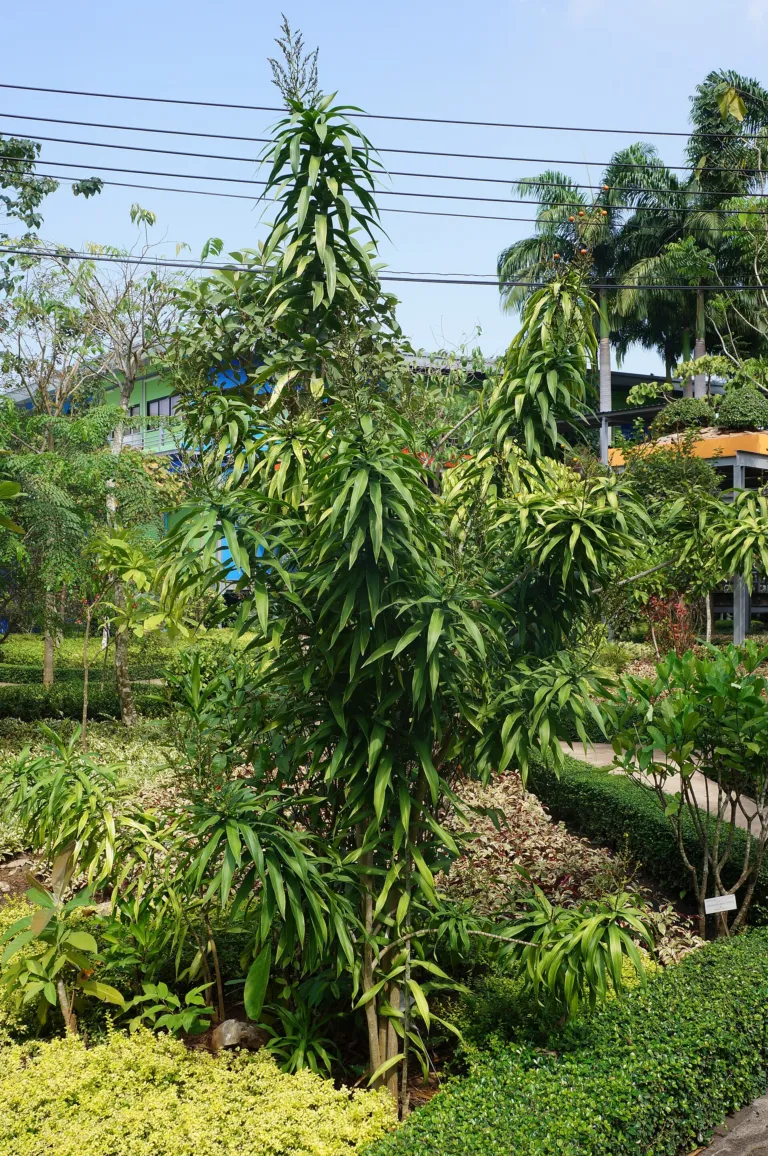Dracaena reflexa