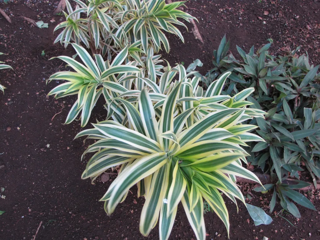 Dracaena reflexa – (Dracaena reflexa) – natürliche Wuchsform, Pflanzenfoto