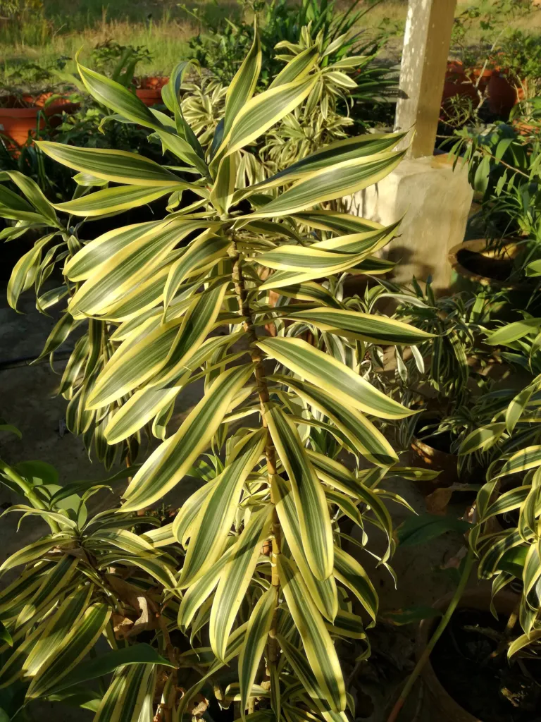 Song of India (Dracaena reflexa ‘Song of India’) (Dracaena reflexa 'Song of India')