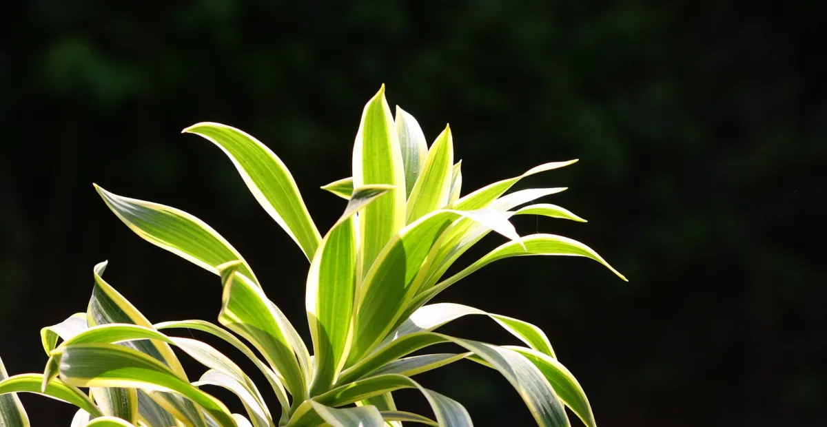 Dracaena reflexa 'Song of India' – plant photo