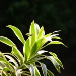 Song of India (Dracaena reflexa ‘Song of India’) (Dracaena reflexa 'Song of India')