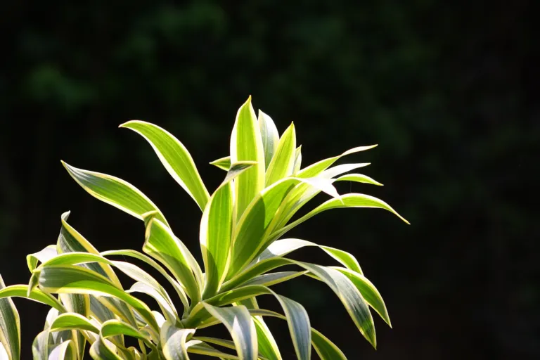 Dracaena reflexa 'Song of India'