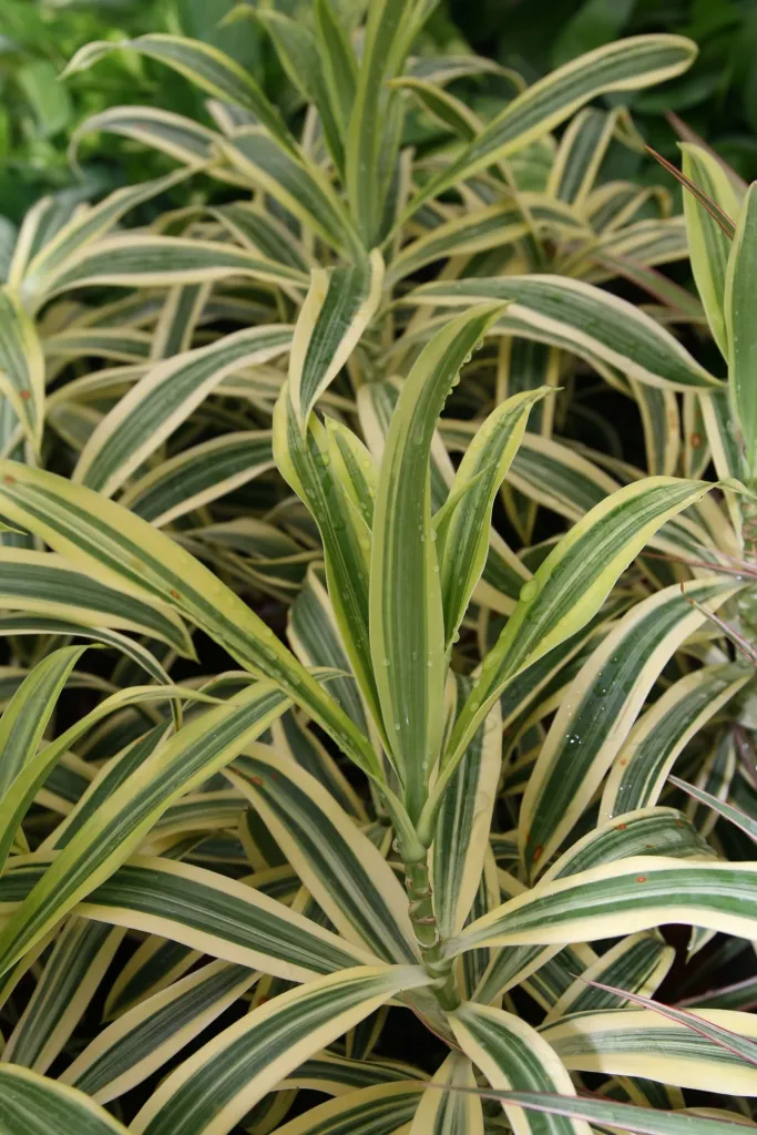Song of India (Dracaena reflexa ‘Song of India’) (Dracaena reflexa 'Song of India')