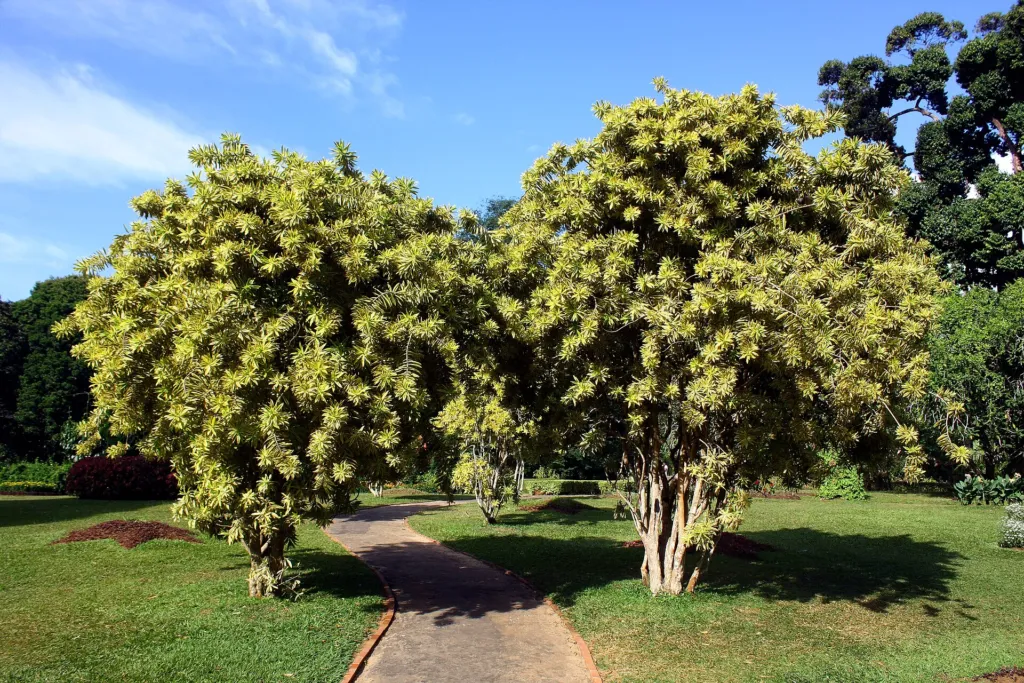 Song of India (Dracaena reflexa ‘Song of India’) (Dracaena reflexa 'Song of India')