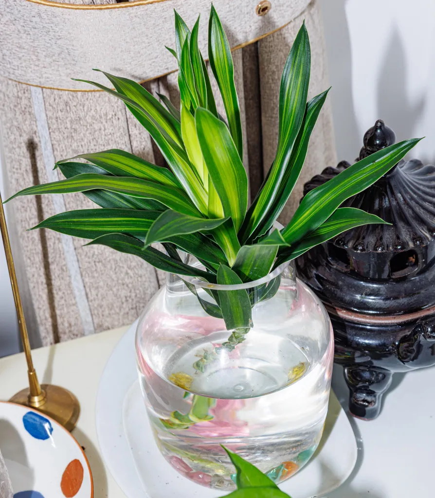 Song of Jamaica (Dracaena reflexa ‘Song of Jamaica’) (Dracaena reflexa 'Song of