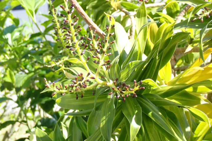 Dracaena reflexa 'Song of Jamaica'