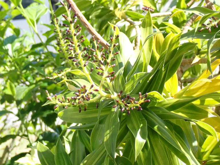 Dracaena reflexa 'Song of Jamaica'