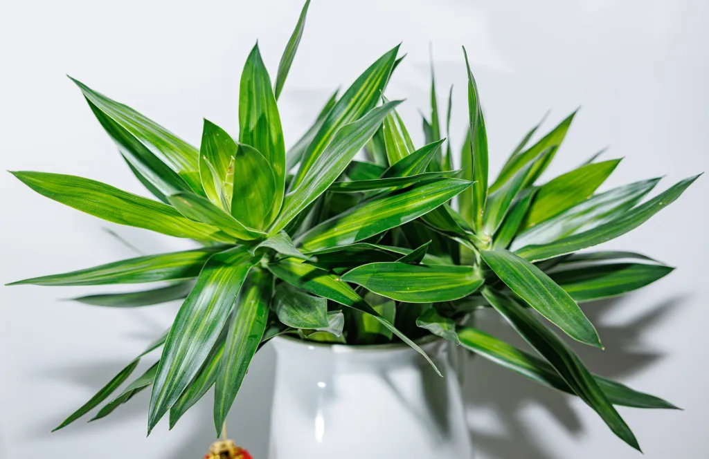Song of Jamaica (Dracaena reflexa ‘Song of Jamaica’) (Dracaena reflexa 'Song of