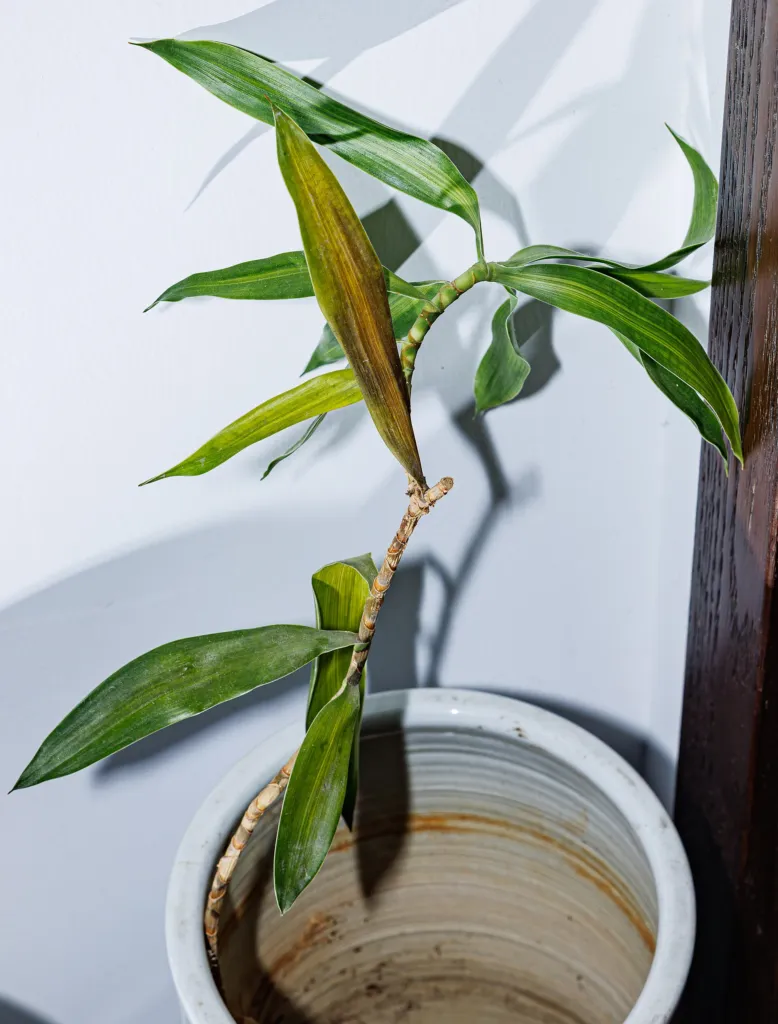 Song of Jamaica (Dracaena reflexa ‘Song of Jamaica’) (Dracaena reflexa 'Song of
