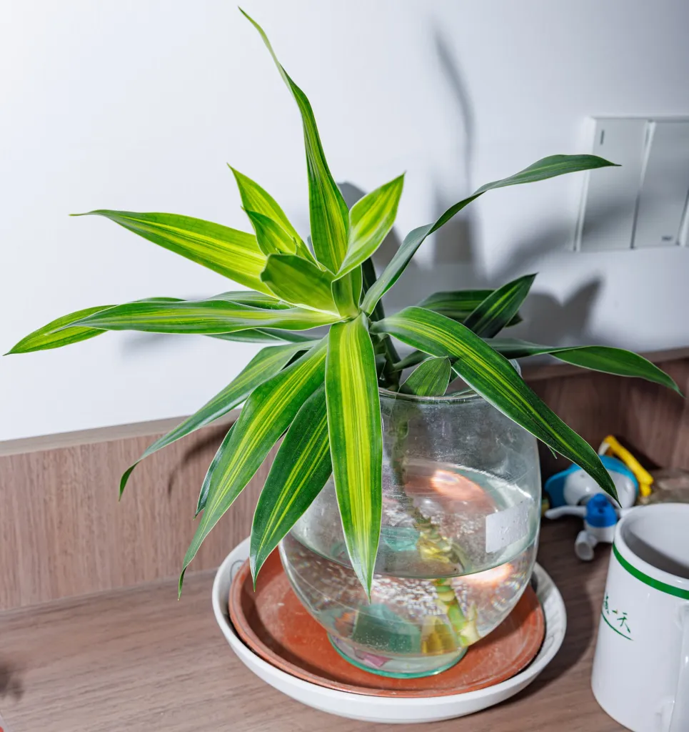Song of Jamaica (Dracaena reflexa ‘Song of Jamaica’) (Dracaena reflexa 'Song of