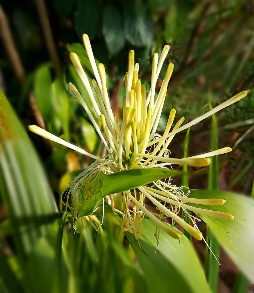 Lucky Bamboo (Dracaena sanderiana) – Blüten in Nahaufnahme, Pflanzenfoto