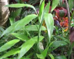 Ribbon Dracaena (Dracaena sanderiana) care guide