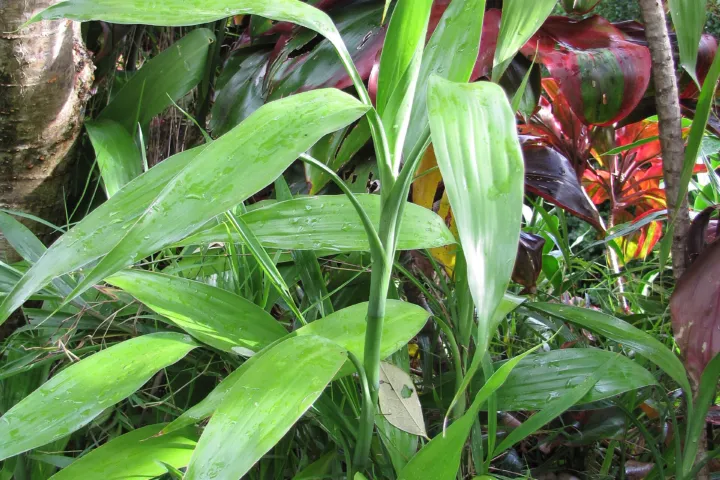 Dracaena sanderiana