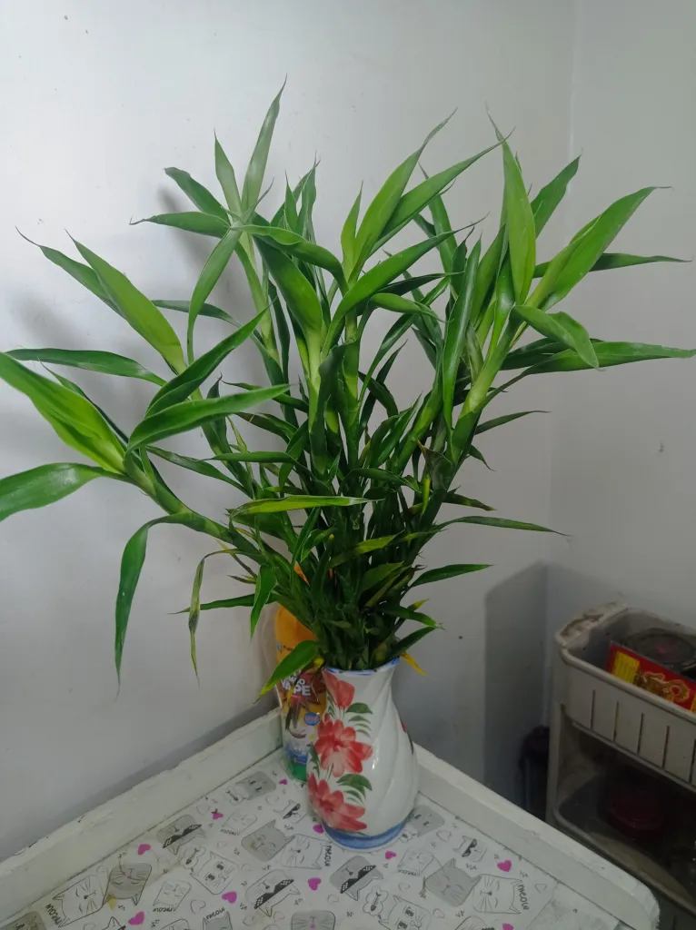 Lucky Bamboo (Dracaena sanderiana) – Blüten in Nahaufnahme, Pflanzenfoto