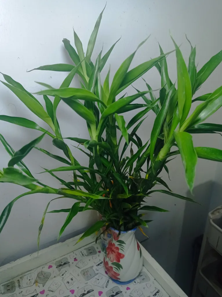 Lucky Bamboo (Dracaena sanderiana) – Blüten in Nahaufnahme, Pflanzenfoto