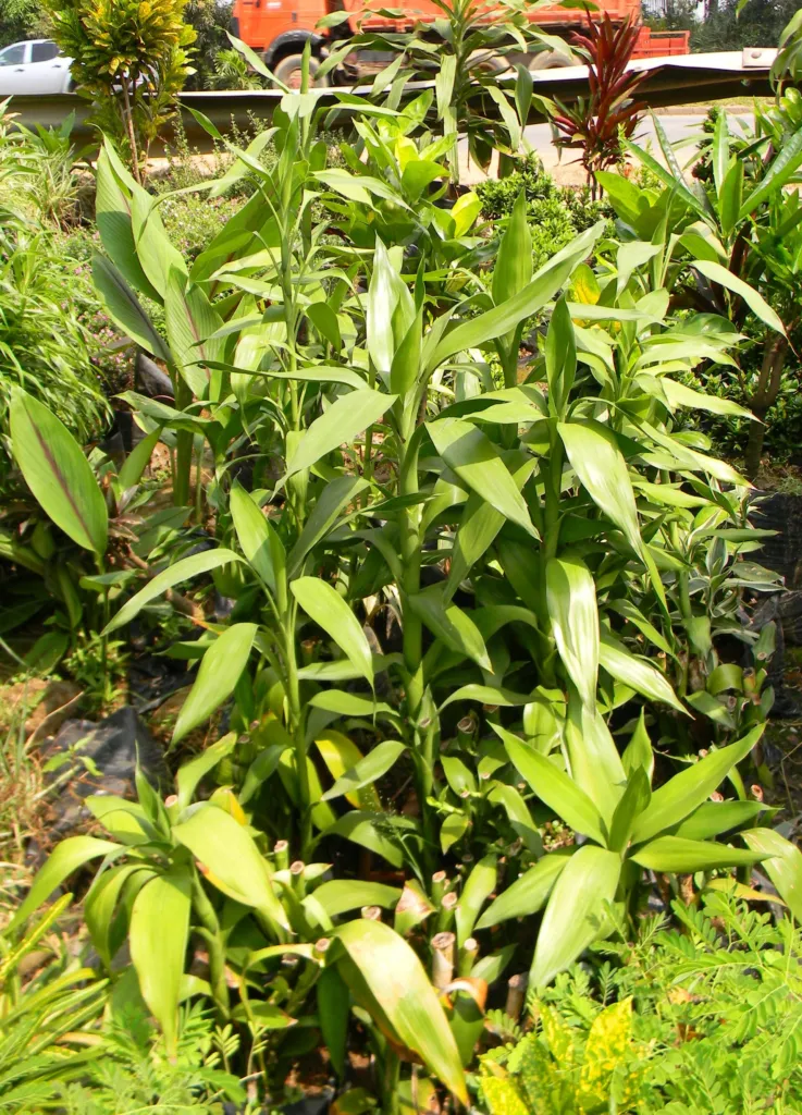 Lucky Bamboo (Dracaena sanderiana) – natürliche Wuchsform, Pflanzenfoto