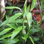 Dracaena sanderiana – pestovanie a starostlivosť (Dracaena sanderiana) – fotografia rastliny