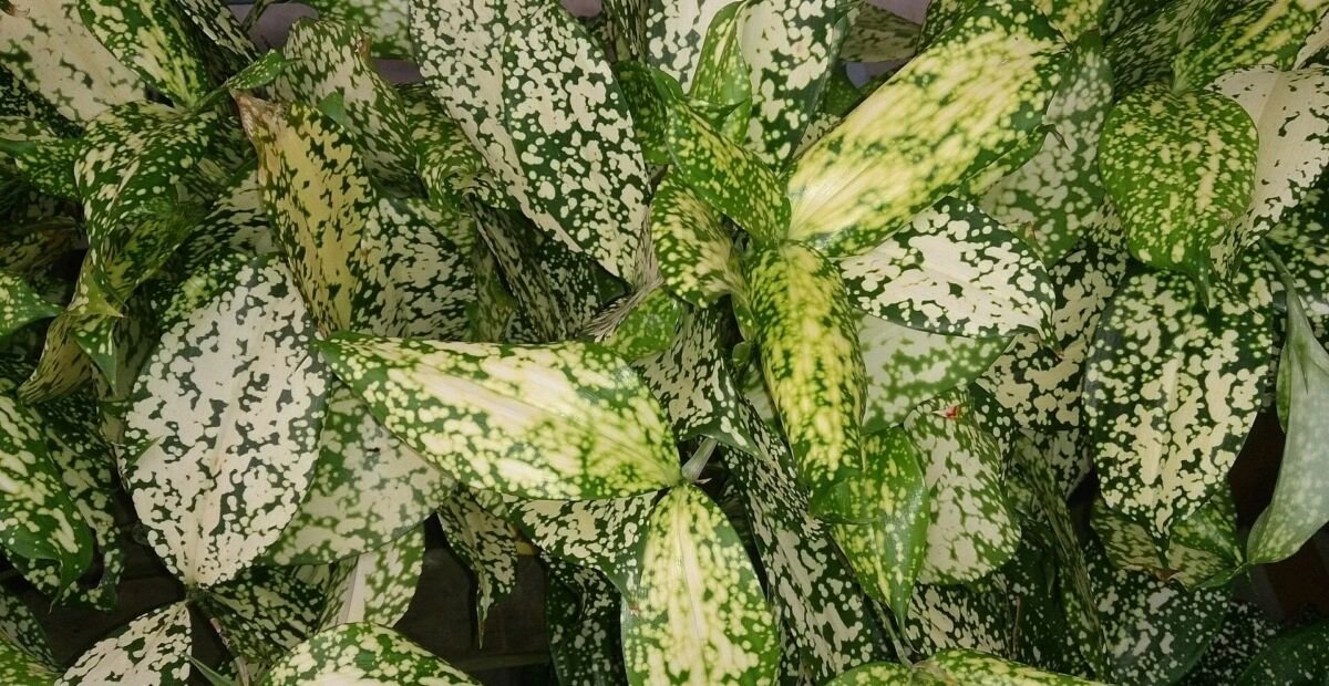 Dracaena surculosa ‘Florida Beauty’ (Dracaena surculosa 'Florida Beauty') – Pflanzenfoto