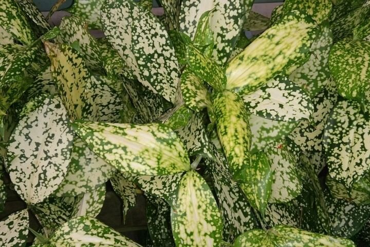 Dracaena surculosa 'Florida Beauty'