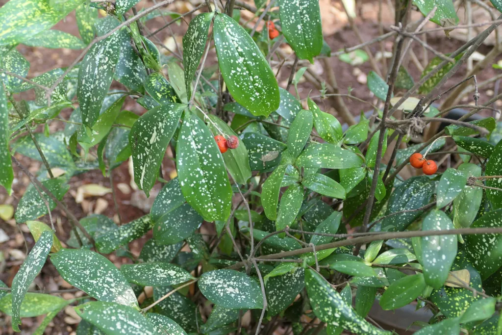 Dracaena surculosa ‘Florida Beauty’ (Dracaena surculosa 'Florida Beauty') – typisches
