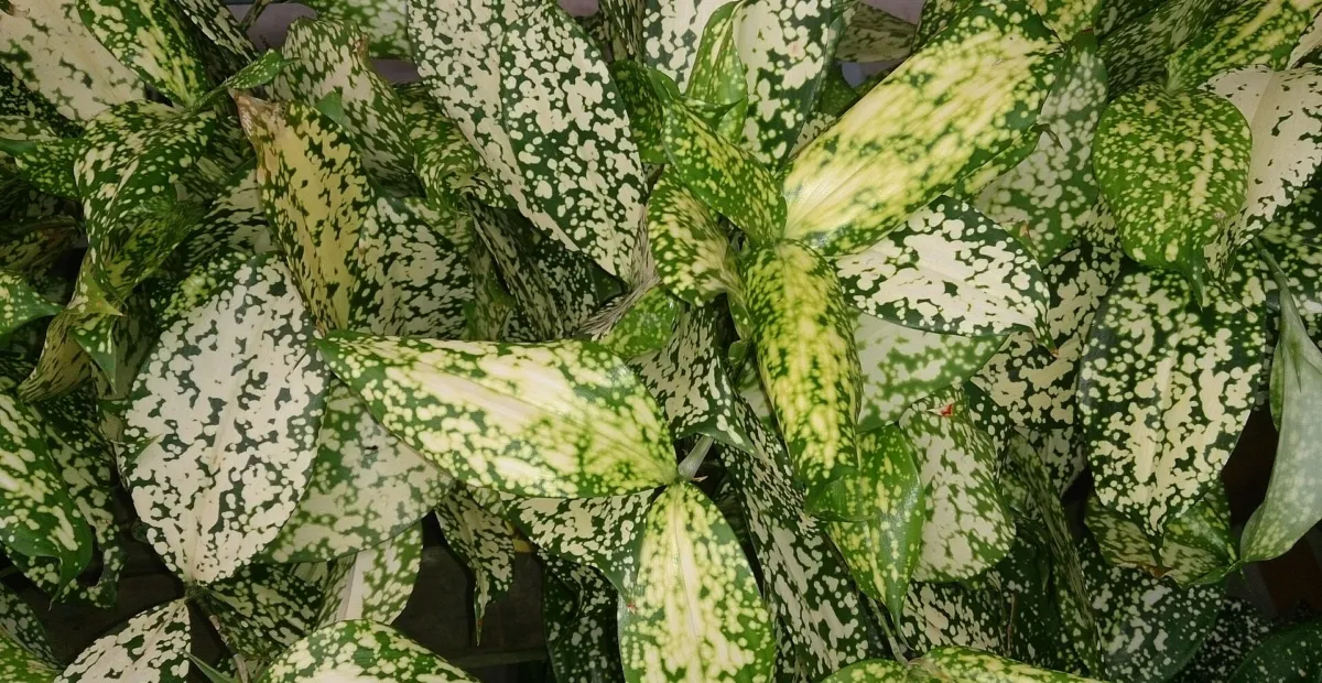 Dracaena surculosa 'Florida Beauty' – plant photo