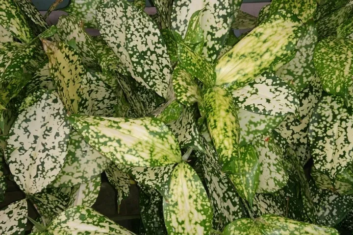 Dracaena surculosa 'Florida Beauty'