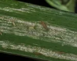 Dracaena Thrips
