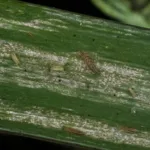 Dracaena Thrips