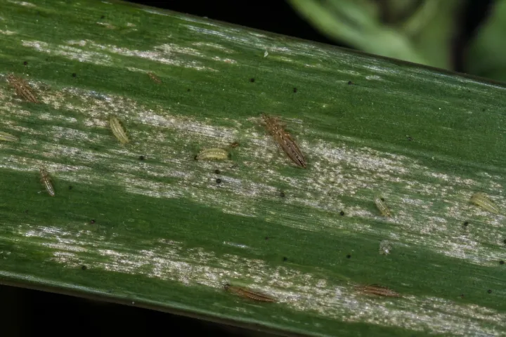 Dracaena Thrips