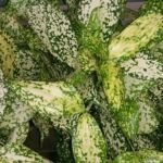 Dracéna Florida Beauty (Dracaena surculosa 'Florida Beauty') – fotografia rastliny