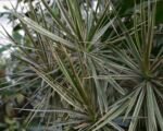 Dracéna lemovaná ‘Tricolor’ (Dracaena marginata ‘Tricolor’)