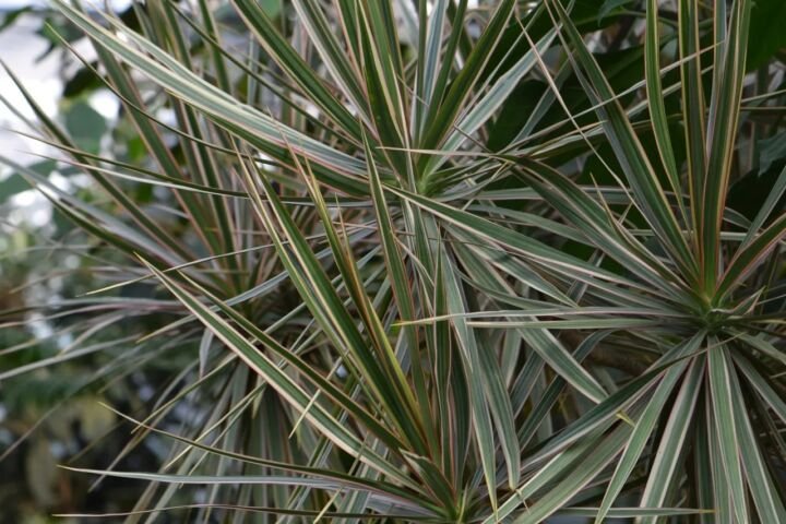 Dracaena marginata 'Tricolor'