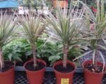 Dracéna marginata ‘Bicolor’ (Dracaena marginata ‘Bicolor’)