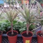 Dracéna marginata 'Bicolor' (Dracaena marginata 'Bicolor') – fotografia rastliny