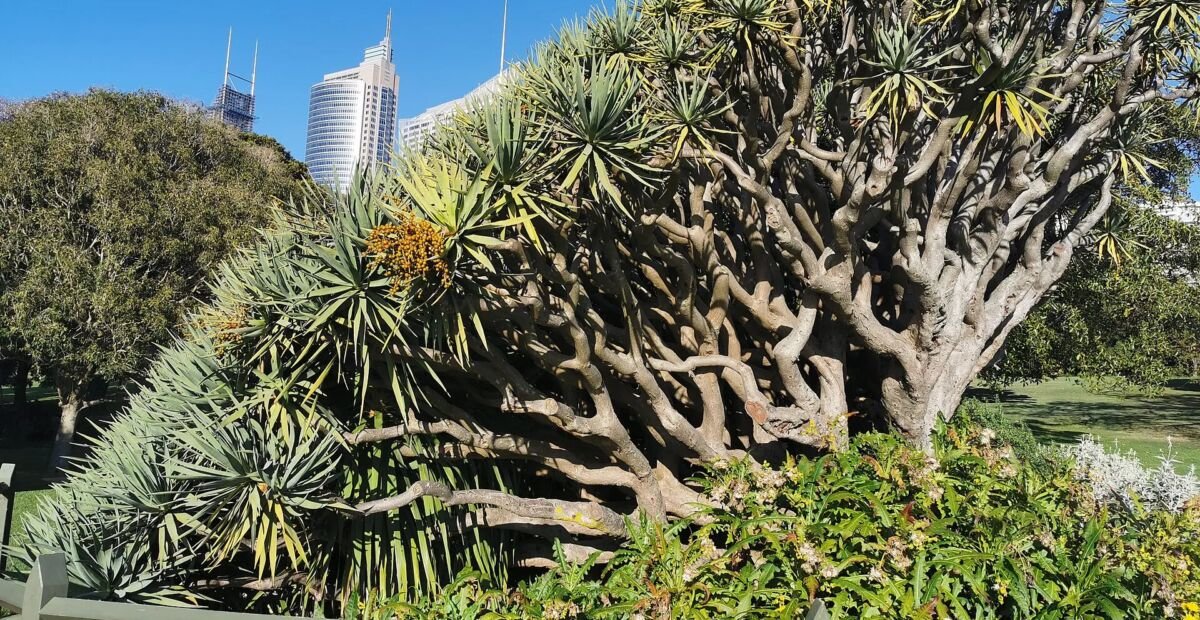 dracéna obyčajná (Dracaena draco) – fotografia rastliny