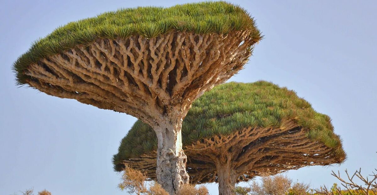dracéna rumelková (Dracaena cinnabari) – fotografia rastliny
