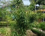 Dracéna zohnutá (Dracaena reflexa) – pestovanie a starostlivosť